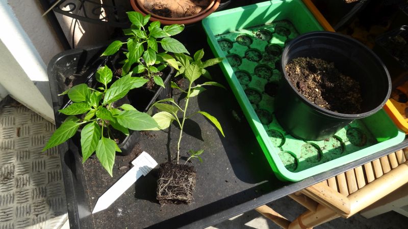 Klick mich zum vergrössern - Thai red hot