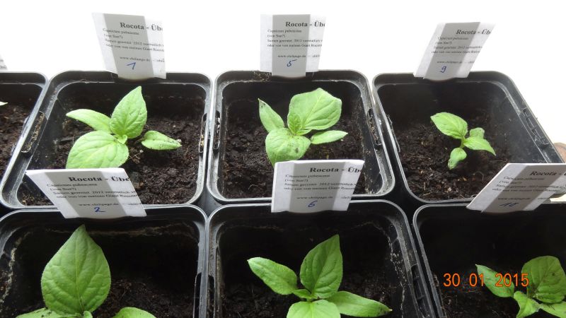 Rocotos nach dem Pikieren